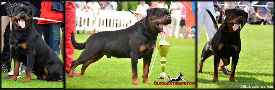 imperator rottweiler pedigree imperator imperator rottweiler pedigree imperator